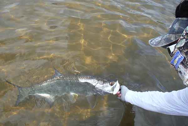 Fly Fishing for Tarpon in Campeche Mexico